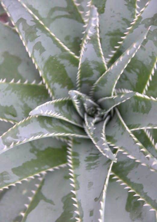 Naturheilverfahren Orthomolekulare-Medizin